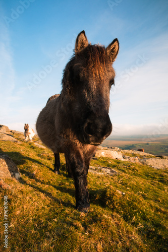 Dartmoor Pony