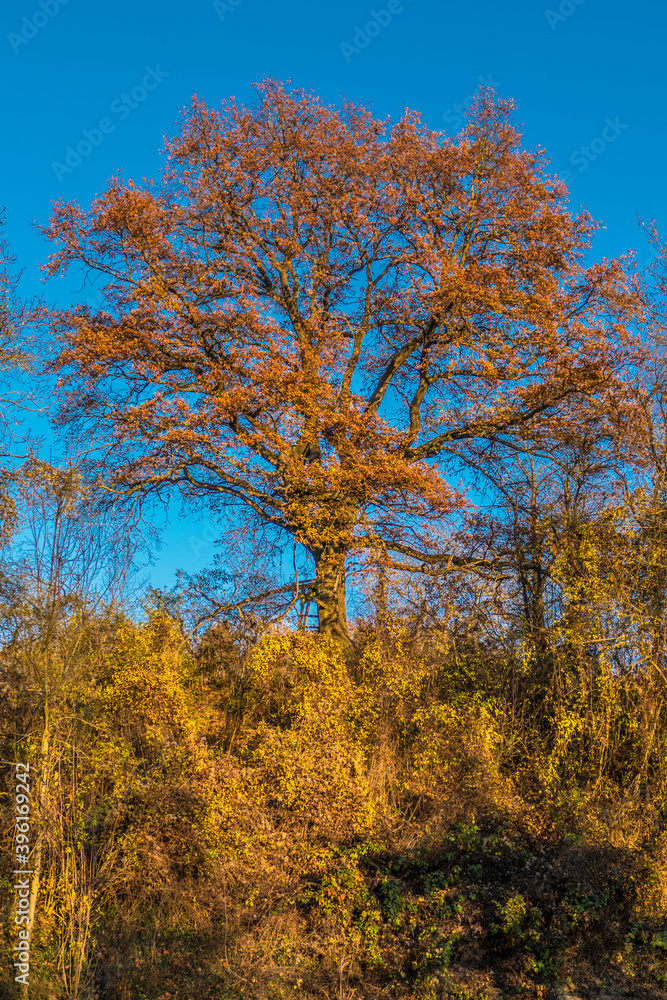 Herbstwald