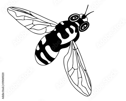 Line bee isolated on the white background