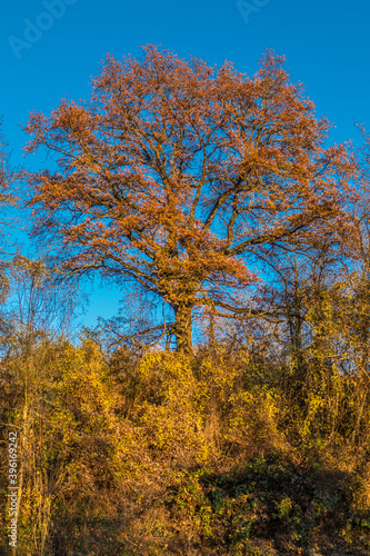 Herbstwald