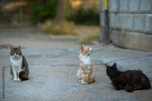 Photography Homeless cats are waiting to be fed near a residential building