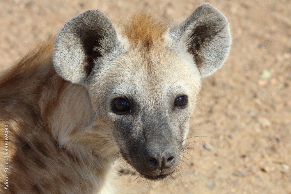 Tüpfelhyäne / Spotted Hyaena / Crocuta crocuta. Tüpfelhyäne / Spotted Hyaena / Crocuta crocuta.