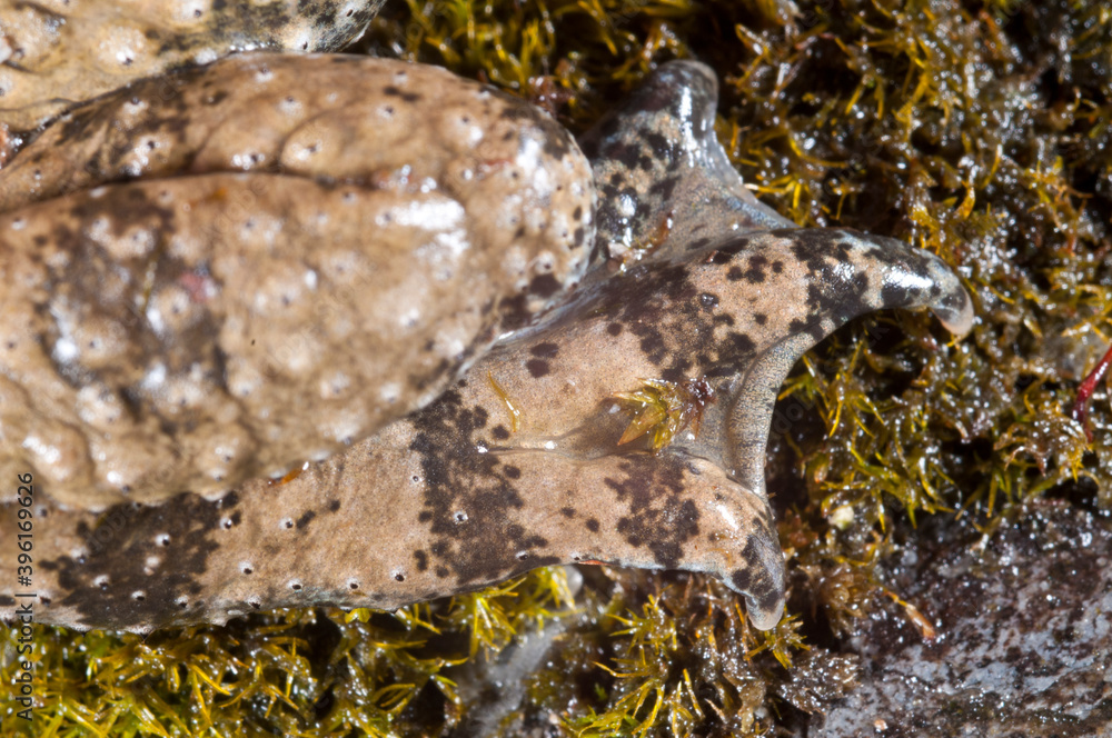 Fotografie Apennine yellow-bellied toad (Bombina pachypus), liguria, Italy.