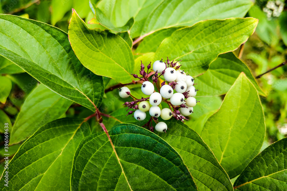White indigo berry, Randia aculeata in the garden. White indigo berry, Randia aculeata in the garden.