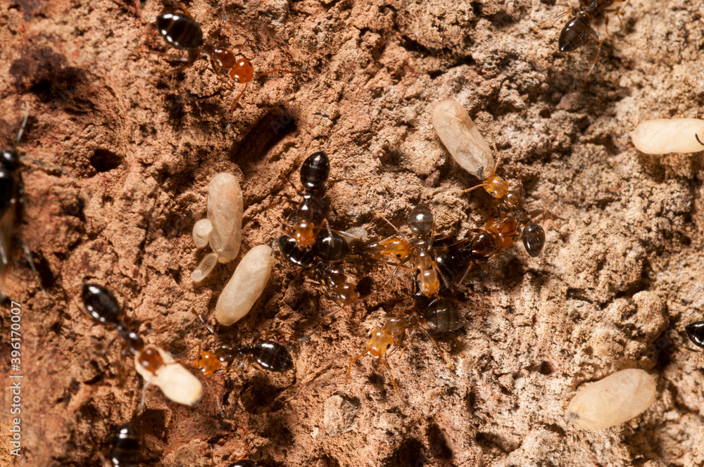 Carpenter ants (Camponotus lateralis), tribe Camponotini. Carpenter ants (Camponotus lateralis), tribe Camponotini.