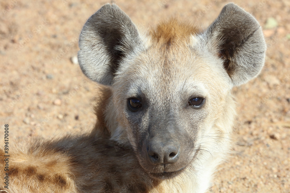 Tüpfelhyäne / Spotted Hyaena / Crocuta crocuta. Tüpfelhyäne / Spotted Hyaena / Crocuta crocuta.