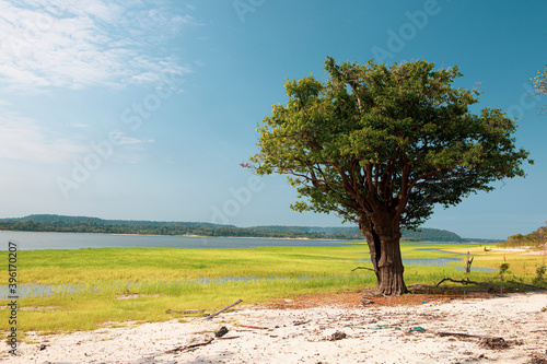 Isolated tree standing by an amazonian river on a sunny day with blue sky. Sand and grass on the ground and the tropical rainforest in the background. Space for text