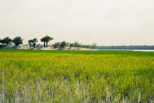 panoramic view of a green and brouwn vegetation field and a small sand dune with trees and bushes on the background. River and tropical forest far away on the horizon. Space for text photo