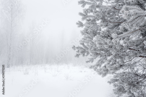 Beautiful cold scenery. Winter forest with rime. Pine tree branches on foreground. Christmas background. © stone36