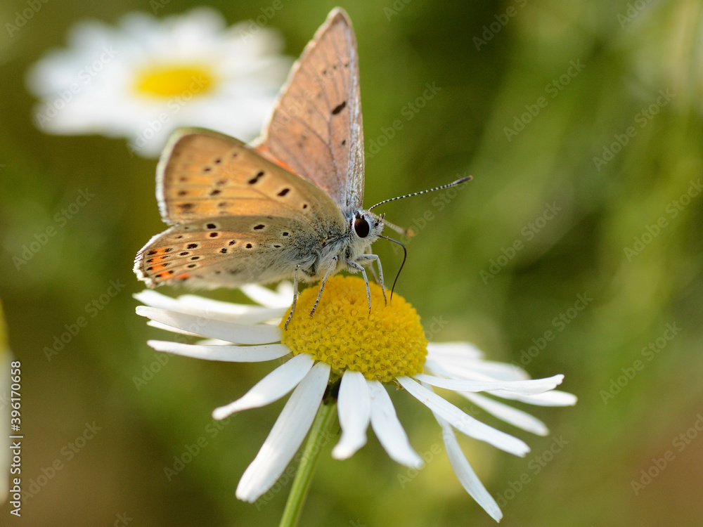 Piękny motyl siedzący na kwiatku Piękny motyl siedzący na kwiatku