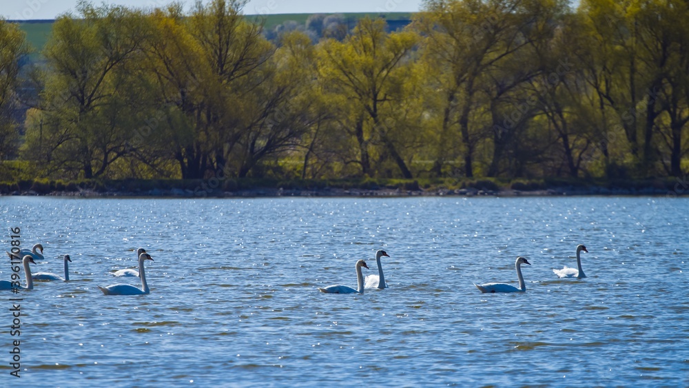 white swans swim in a big natural lake, countryside area on quiet early spring morning, willow trees on opposite bank, tender waves on water surface, beauty of nature header