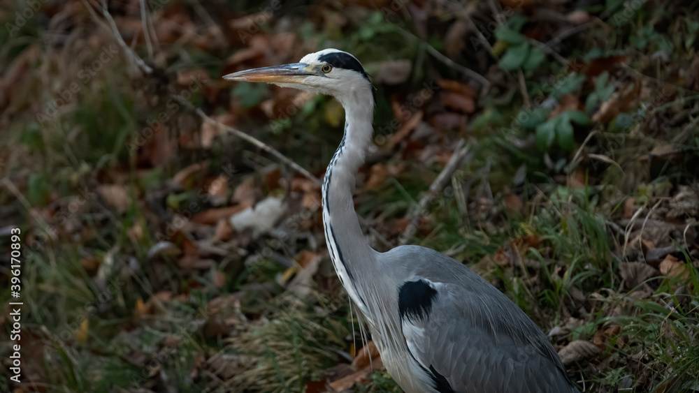 bird, reiher, natur, tier, wild lebende tiere, grau, wasser, blau, schnabel, wild, bird, reiher, natur, tier, wild lebende tiere, grau, wasser, blau, schnabel, wild,