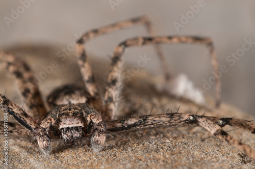 False crab spider (Philodromus margaritatus) , Philodromidae family, Italy. photo