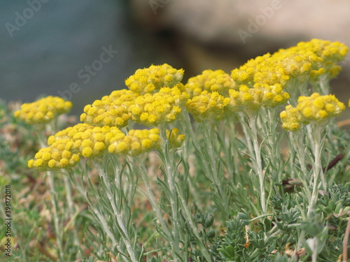 Shrubby everlasting (Helichrysum stoechas) - flowers of gold growing on the rocks, Island of Ibiza, Baleraric Islands, Spain