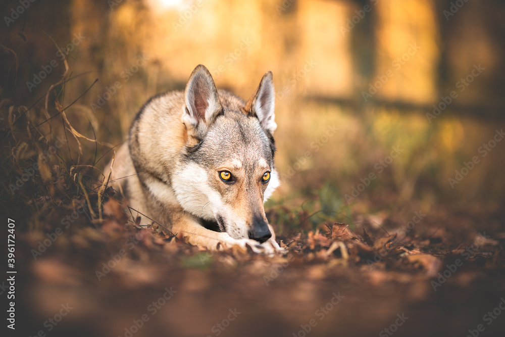 Wold dog near a fence in a natural environment at the golden hour, intense look, intense eyes