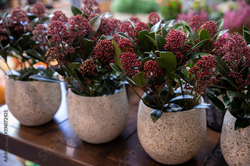 Skimmia japonica or Japanese skimmia flowering plant potteed in a garden shop in autumn.