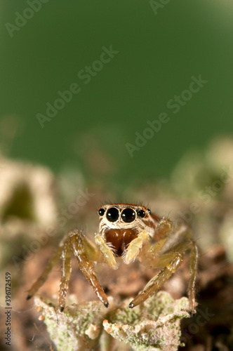 A jumping spider (Icius sp.).