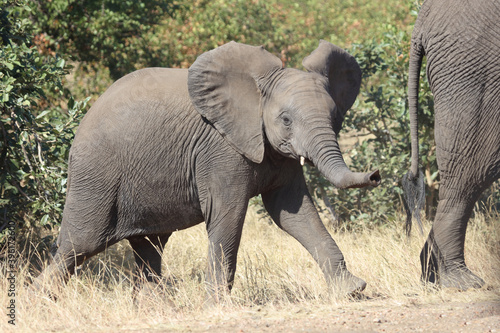 Afrikanischer Elefant   African elephant   Loxodonta africana.