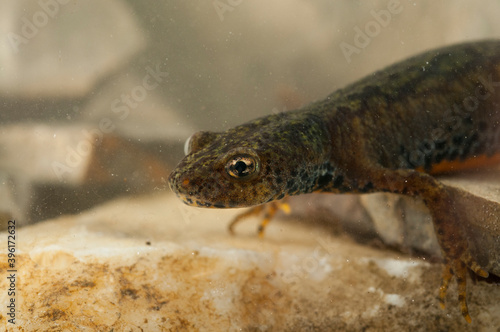 Female Alpine newt (Ichtyosaura alpestris)