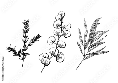 Set vector illustration of eucalyptus in sketch style. Willow, silwer dollar, parvafolia, gum drop. Branch with leaves. Winter medicinal herb. Suitable for cosmetics, medicine, treatment, healthcare