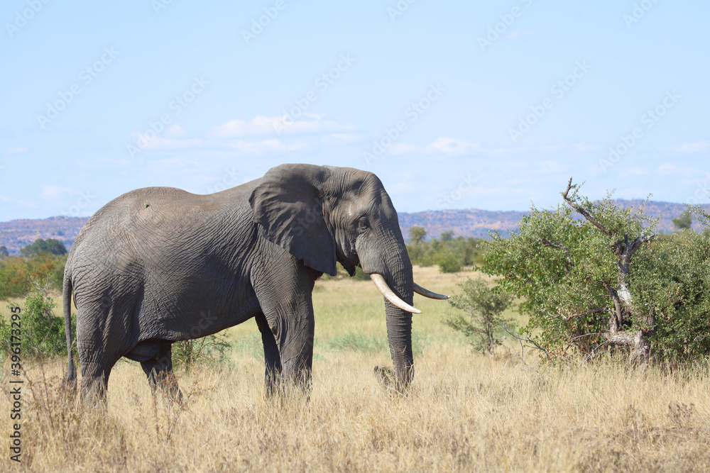 Obraz premium Afrikanischer Elefant / African elephant / Loxodonta africana