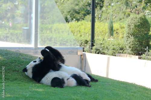 仰向けになって哺乳瓶でミルクを飲むジャイアントパンダの赤ちゃん