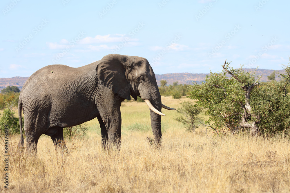 Fototapeta premium Afrikanischer Elefant / African elephant / Loxodonta africana