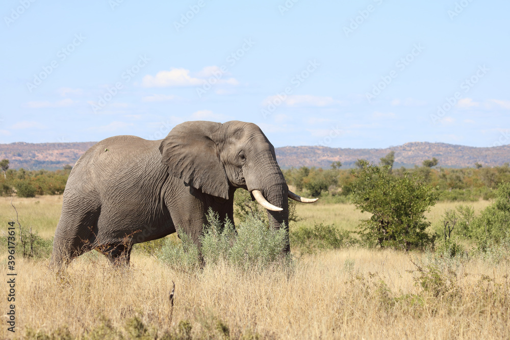 Fototapeta premium Afrikanischer Elefant / African elephant / Loxodonta africana