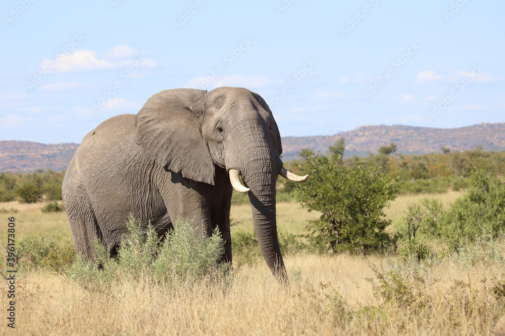 Afrikanischer Elefant / African elephant / Loxodonta africana Afrikanischer Elefant / African elephant / Loxodonta africana