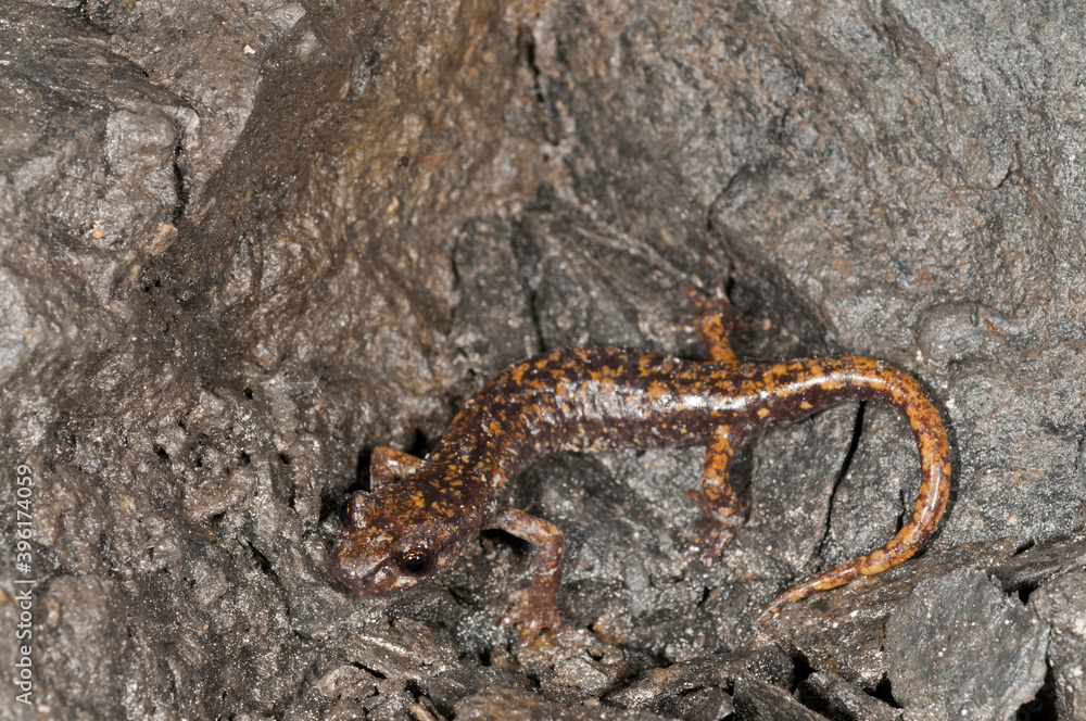 North-West italian cave salamander (Hydromantes strinatii) in a cave, Liguria, Italy. North-West italian cave salamander (Hydromantes strinatii) in a cave, Liguria, Italy.