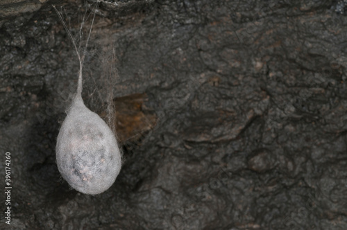 Cocoon of European cave spider (Meta menardi) with juveniles in cave in the apennines, Italy. photo