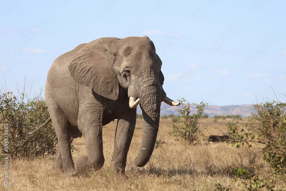 Fototapeta Afrikanischer Elefant / African elephant / Loxodonta africana