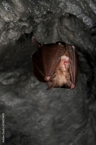 Lesser horseshoe bat (Rhinolophus hipposideros), Italy. photo