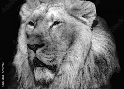 Fototapeta Naklejka Na Ścianę i Meble -  Lion en noir et blanc