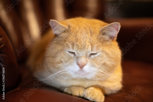 Portrait Of A Cat 