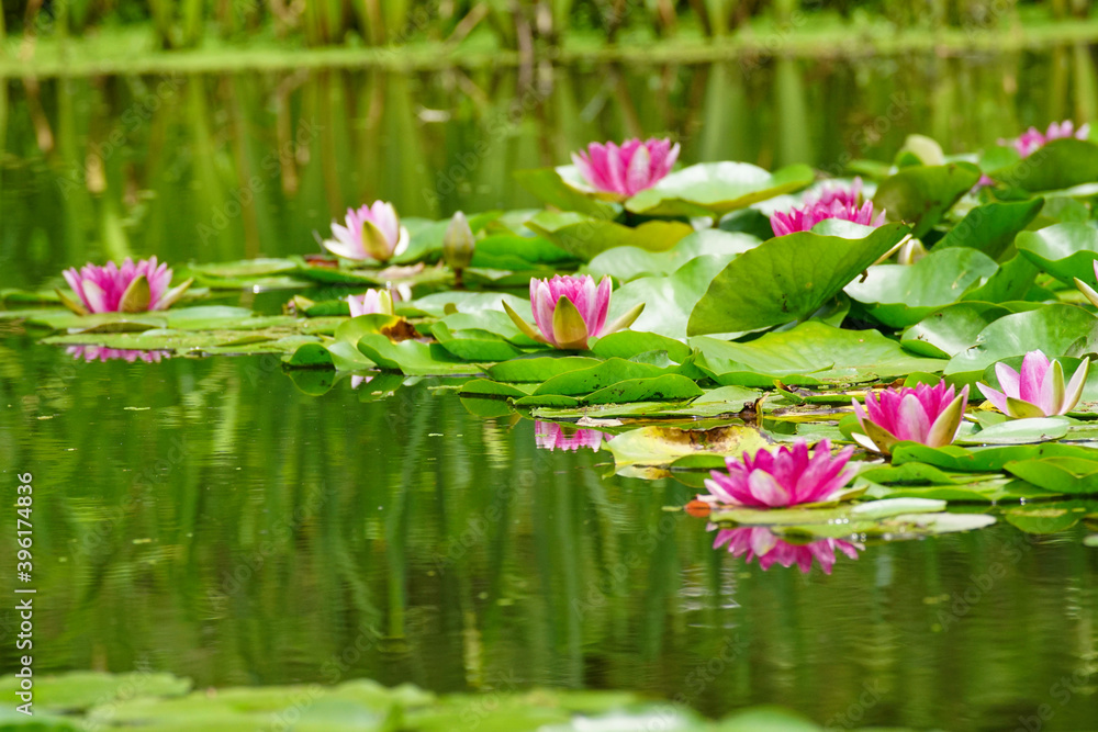 池に咲くスイレンの花 池に咲くスイレンの花
