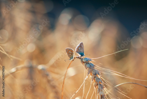 dragonfly on the grass