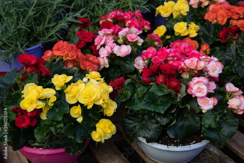 Variety of colorful Begonia flowering plants from the family Begoniaceae potted at the garden shop in autumn time.