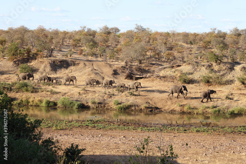 Afrikanischer Elefant am Mphongolo River/ African elephant at Mphongolo River / Loxodonta africana. © Ludwig