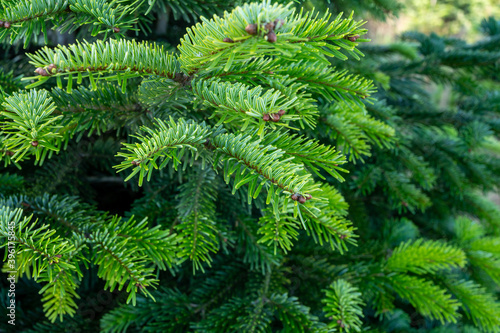 Plantation of evergreen nordmann firs  christmas tree growing ourdoor