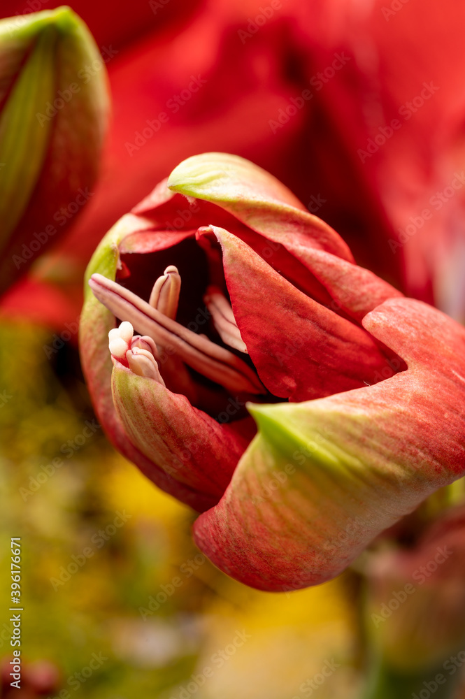 Fototapeta premium Red amaryllis winter flowers close up