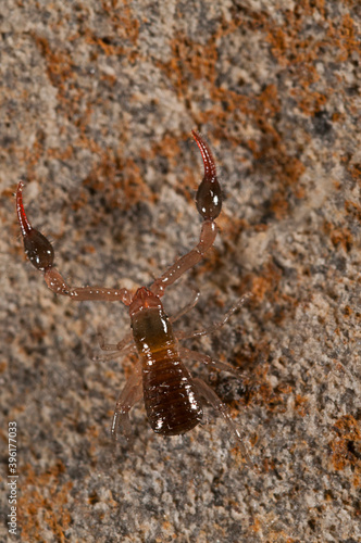 Pseudoscorpion of Neobisiidae family, Italy. photo