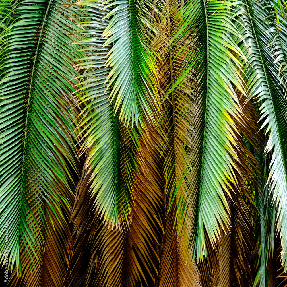 Obraz premium Folhagem de palmeira
