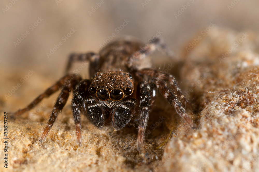 A jumping spider (Cyrba algerina) male, Italy. A jumping spider (Cyrba algerina) male, Italy.