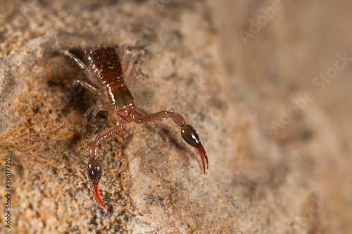 Pseudoscorpion of Neobisiidae family, Italy.