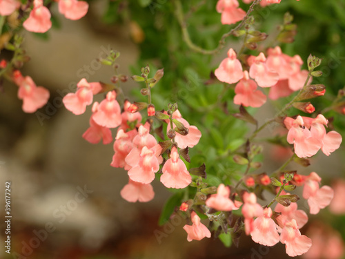 Salvia microphylla 'Ribambelle' | Sauge de Graham ribambelle à petites feuilles, arbrisseau décoratif aux belles fleurs rose-saumon en épis au bout de rameaux