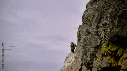 Buitre leonado posado en una roca