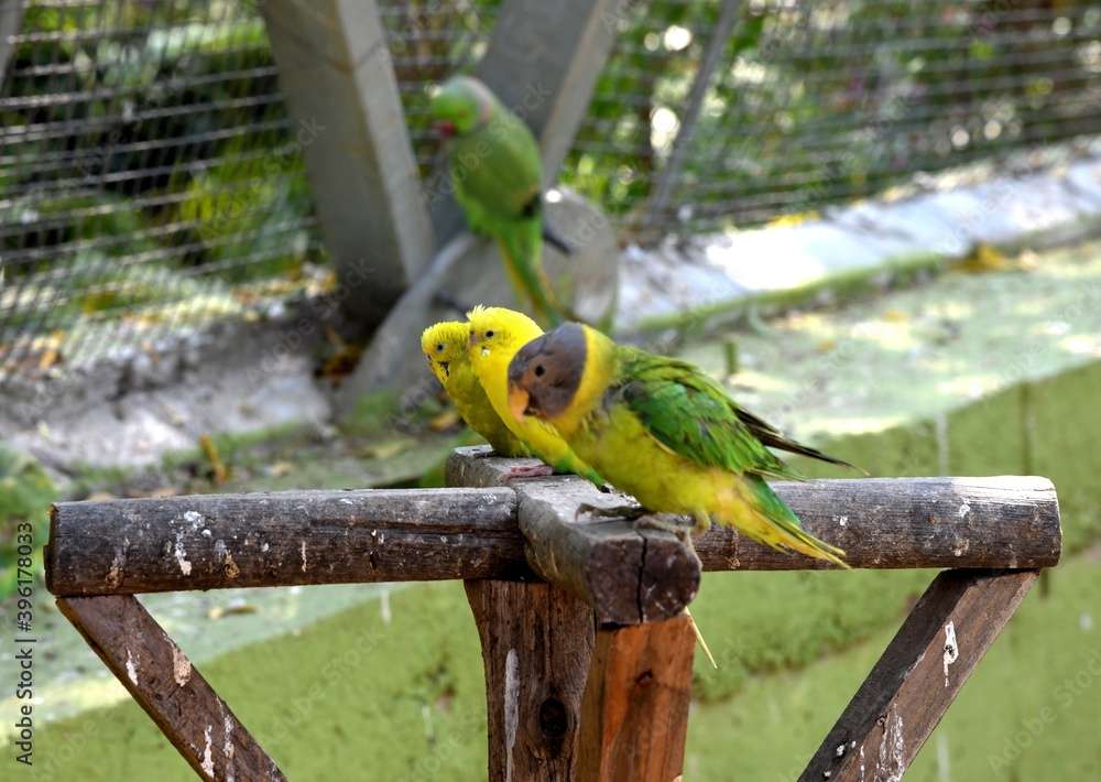 Obraz premium Green Parrot with Family