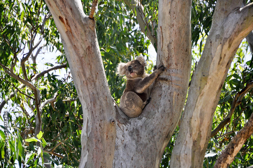 koala in tree - var 6 photo