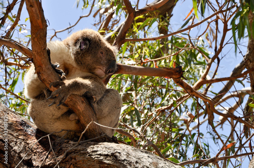 koala on tree - var 8 photo